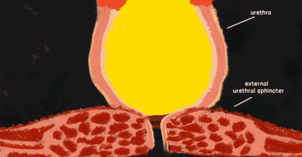 憋尿不能助性相反憋尿能憋出这么多内伤