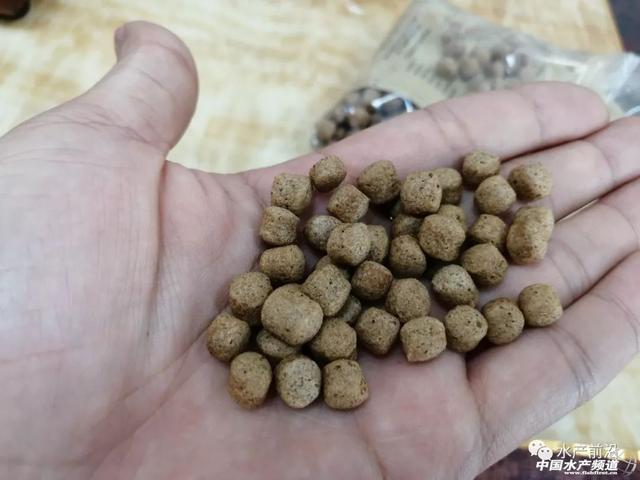 脆肉罗非鱼,让行业重新燃起了希望_饲料