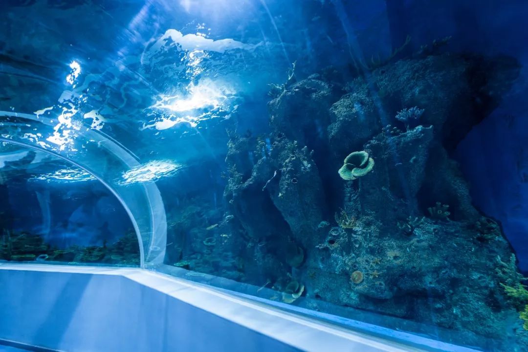 西宁海洋馆地址:西宁市多巴新城双寨路与109国道交汇处(新华联国际