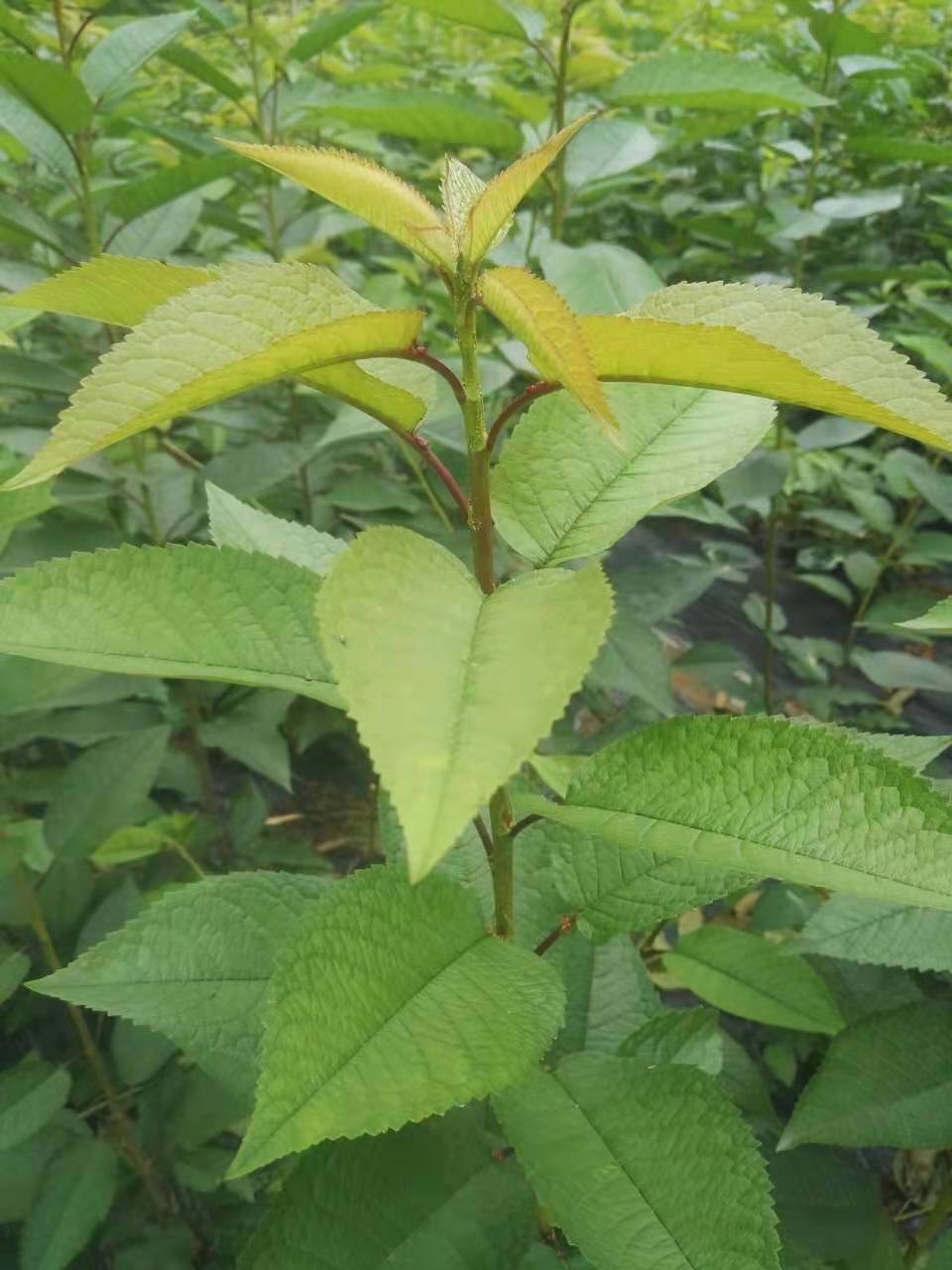 钻石之光樱桃苗简介