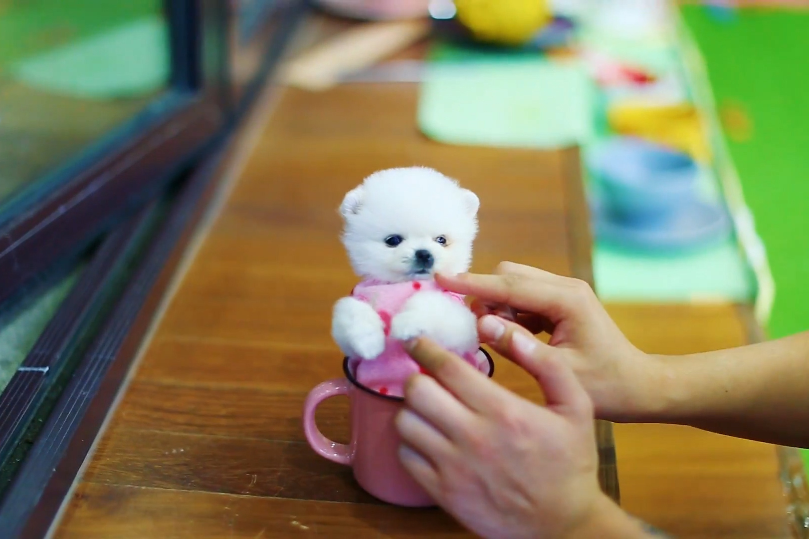 火爆市场的茶杯犬到底怎么来的网友该死的狗贩子