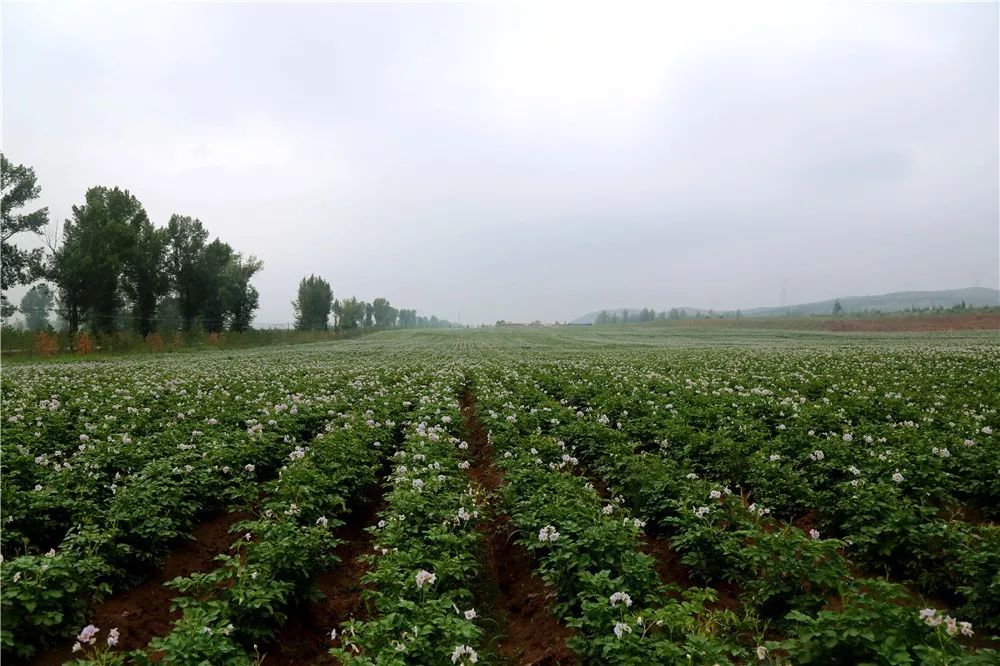 美cry快来呼市这儿看薯花吧拍出的照片特棒错过后悔