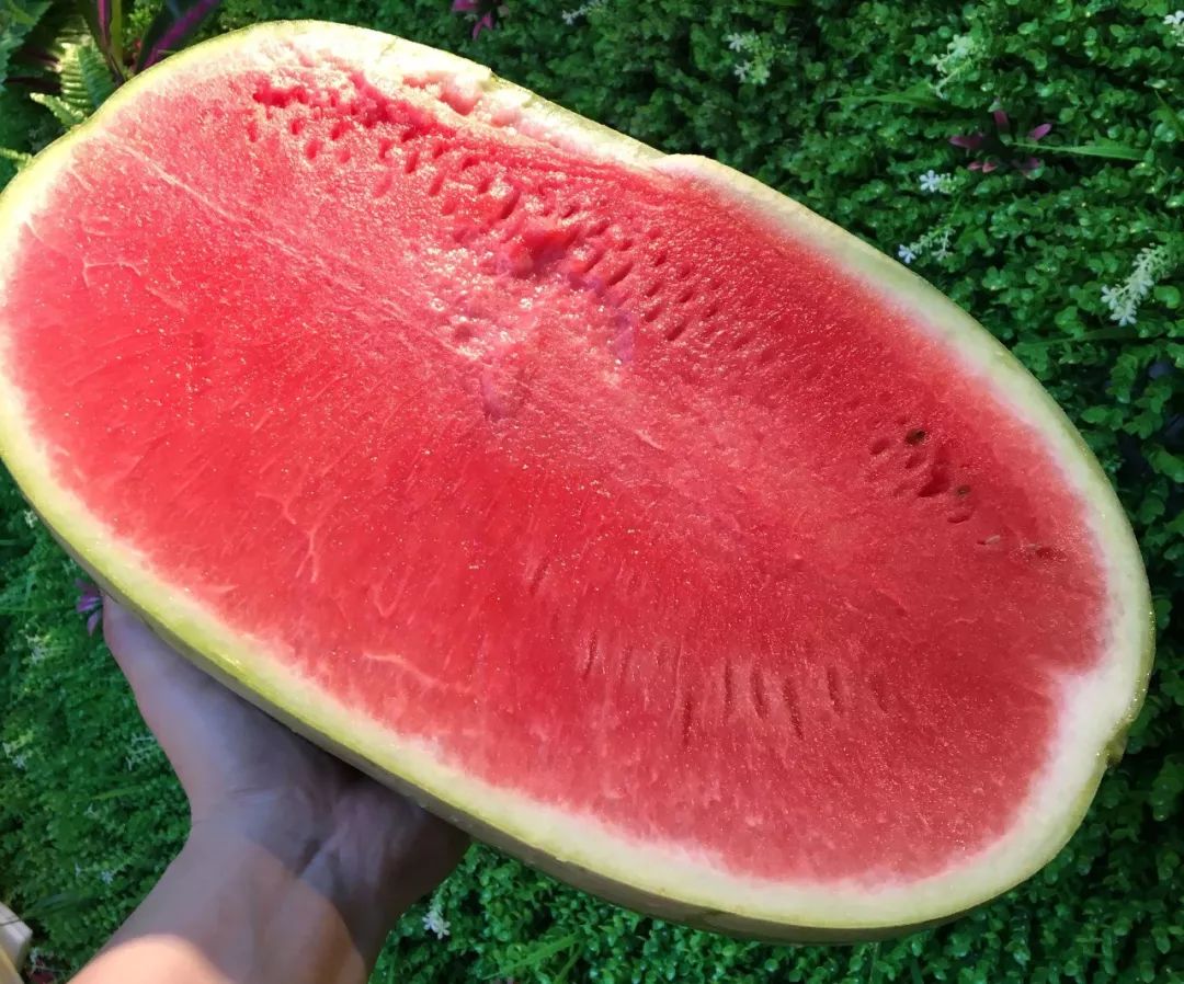 敢于正视火辣的阳光果肉鲜红,果汁丰富,甘甜爽口石缝瓜一个都有十几斤