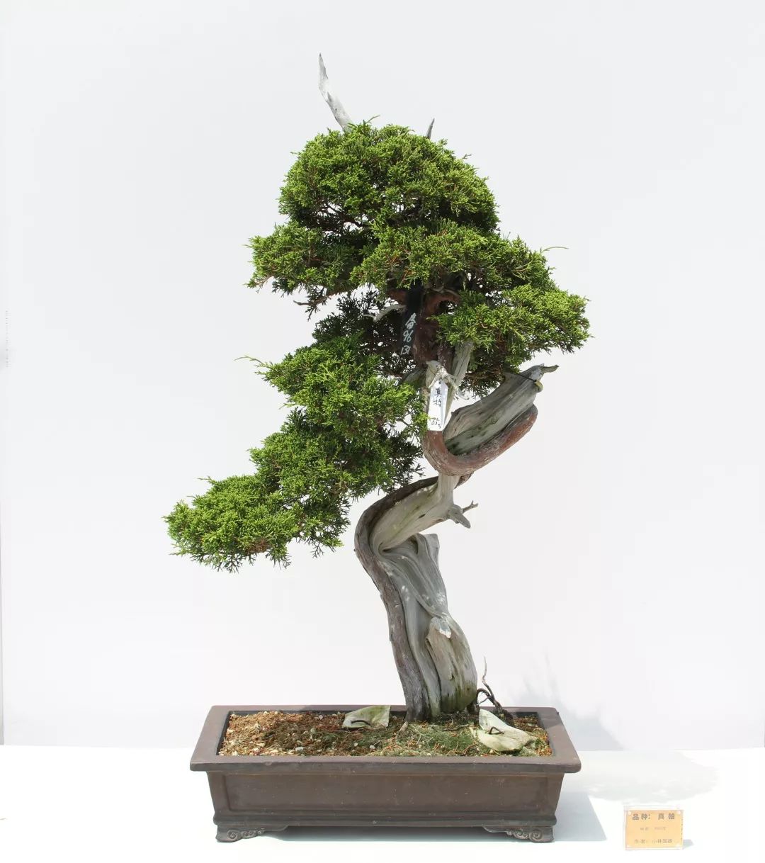 港沿镇邀请国际盆景大师日本水石协会会长小林国雄莅临园艺村参观指导