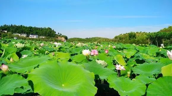 忠县荷花文化旅游节 在这个夏天"荷"你相约 !