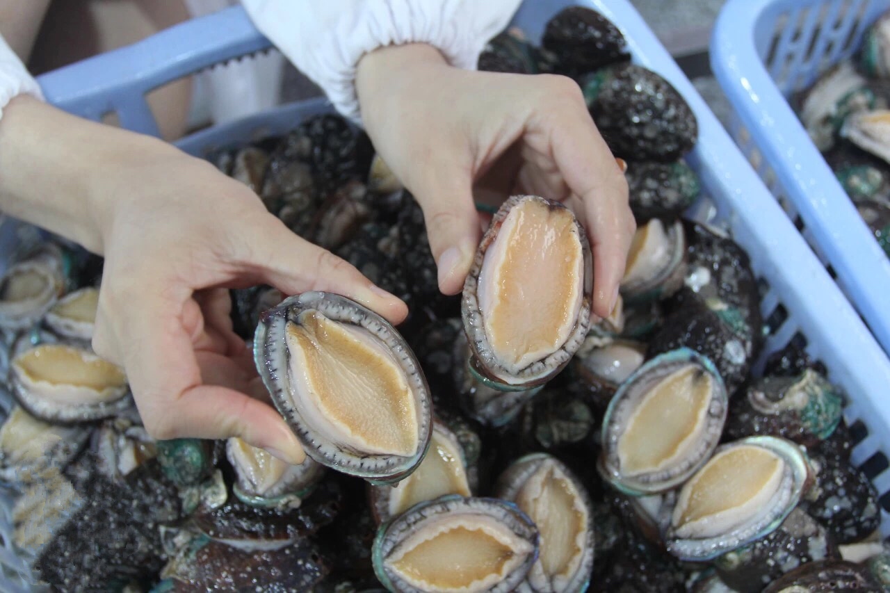 老炮鸭丨食材好 食才好_鲍鱼