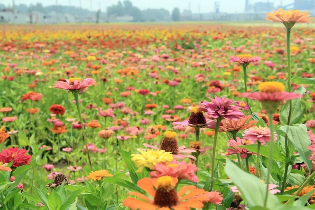 目前,花海觀光園面積600畝,包含:二月蘭,金盞菊,一串紅,虞美人,鬱金香