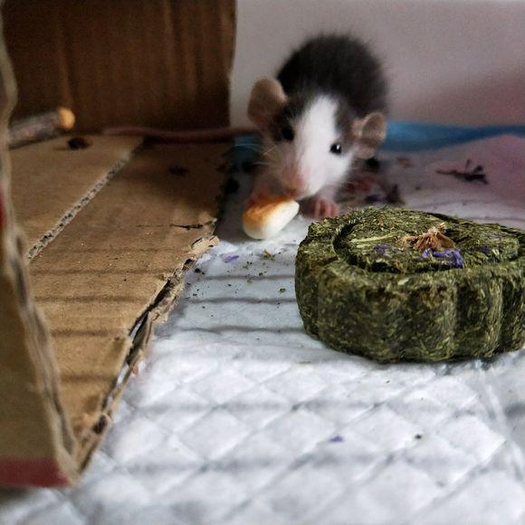 养了只花枝鼠结果被朋友吐槽了你居然还养老鼠真恶心