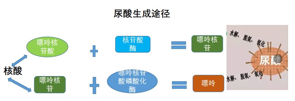 百信缘61痛风日来自尿酸的自述