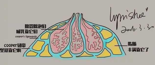 乳房大小和哺乳能力有关?你在逗我吧!多图预警_脂肪