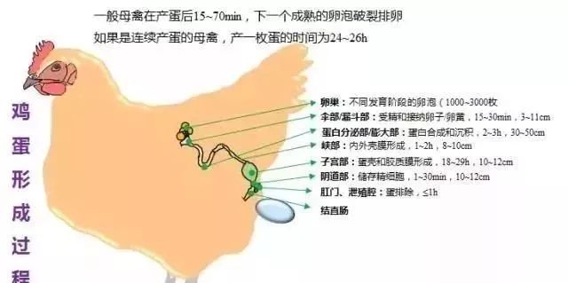 影响蛋鸡产蛋性能的终极杀手