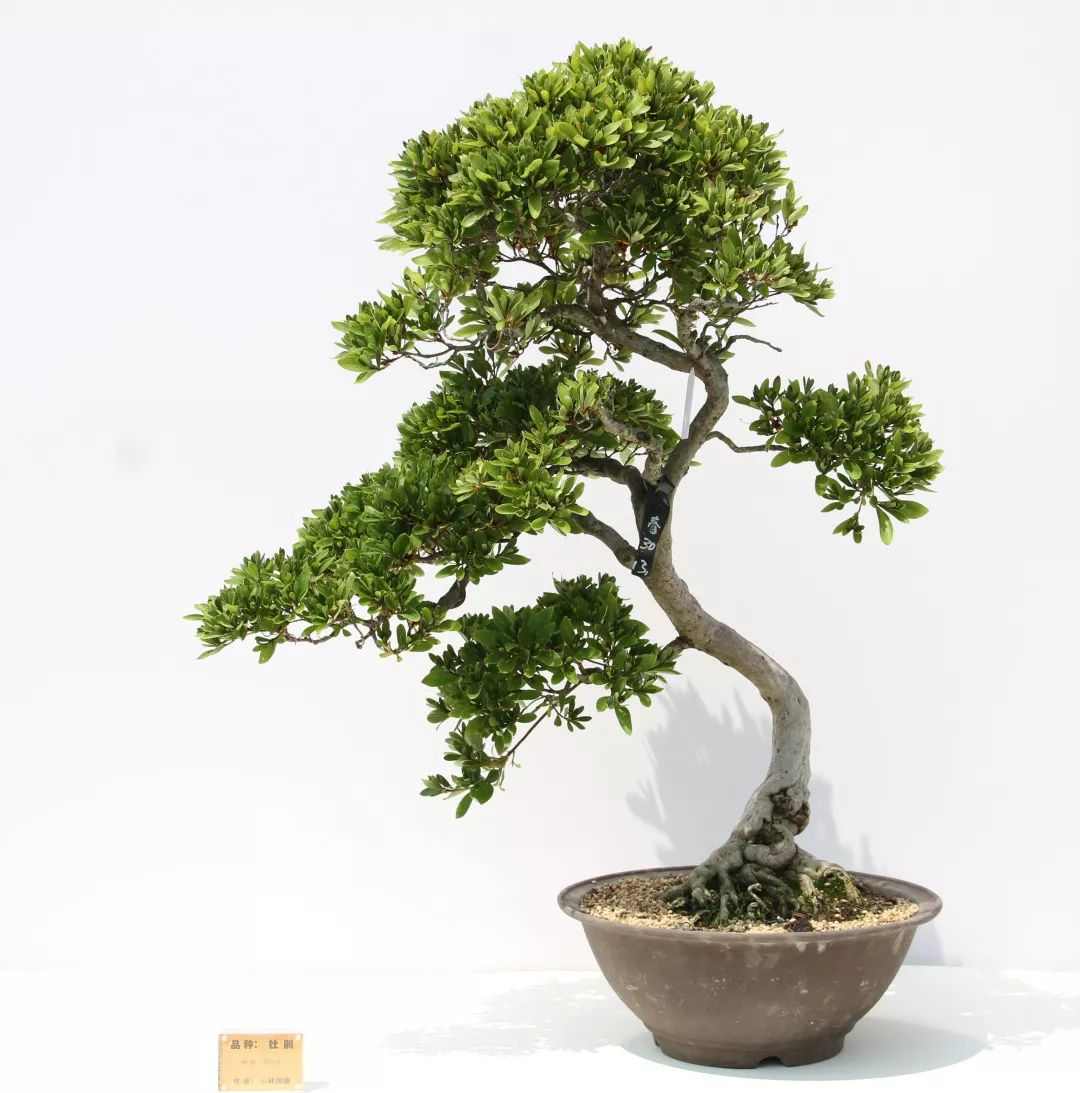 港沿镇邀请国际盆景大师日本水石协会会长小林国雄莅临园艺村参观指导