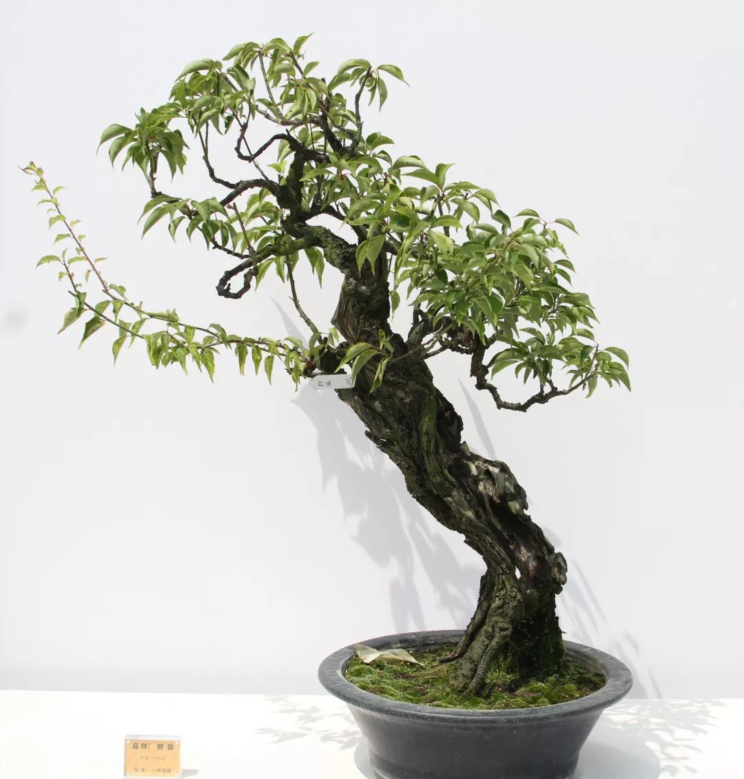 港沿镇邀请国际盆景大师日本水石协会会长小林国雄莅临园艺村参观指导