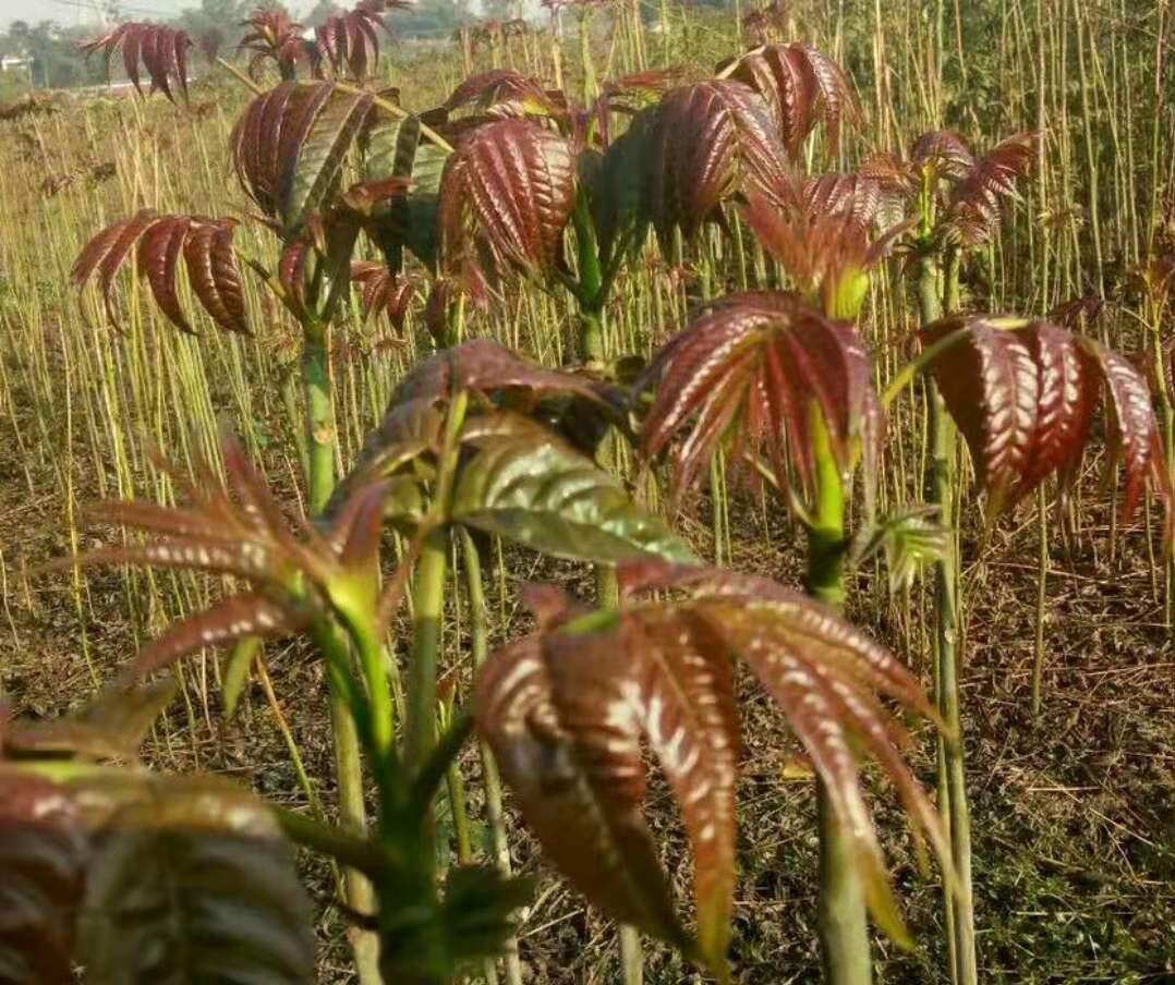 露天香椿种植技术图片