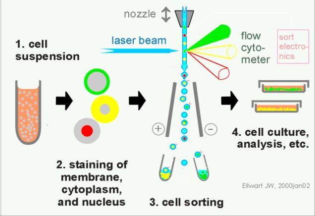 1953年,贝克曼库尔特就推出了世界上第一台流式细胞仪;1973年,bd公司