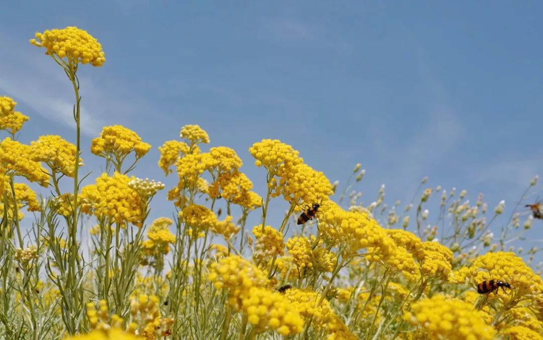 7/17 禧芙芳香疗愈沙龙-美好就在身边