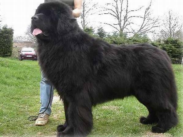 世界上最大的10种狗