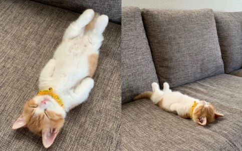 猫咪睡觉四仰八叉呆萌睡姿吸引数万粉丝一夜成网红