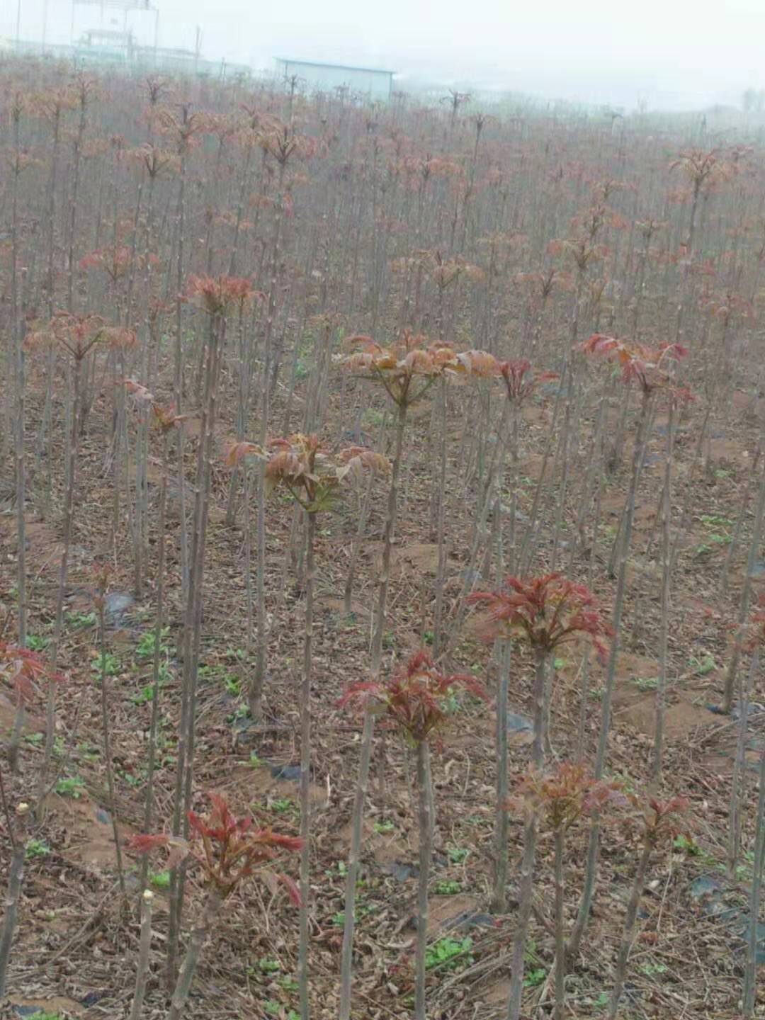 怎樣種植香椿香椿溫室栽培技術