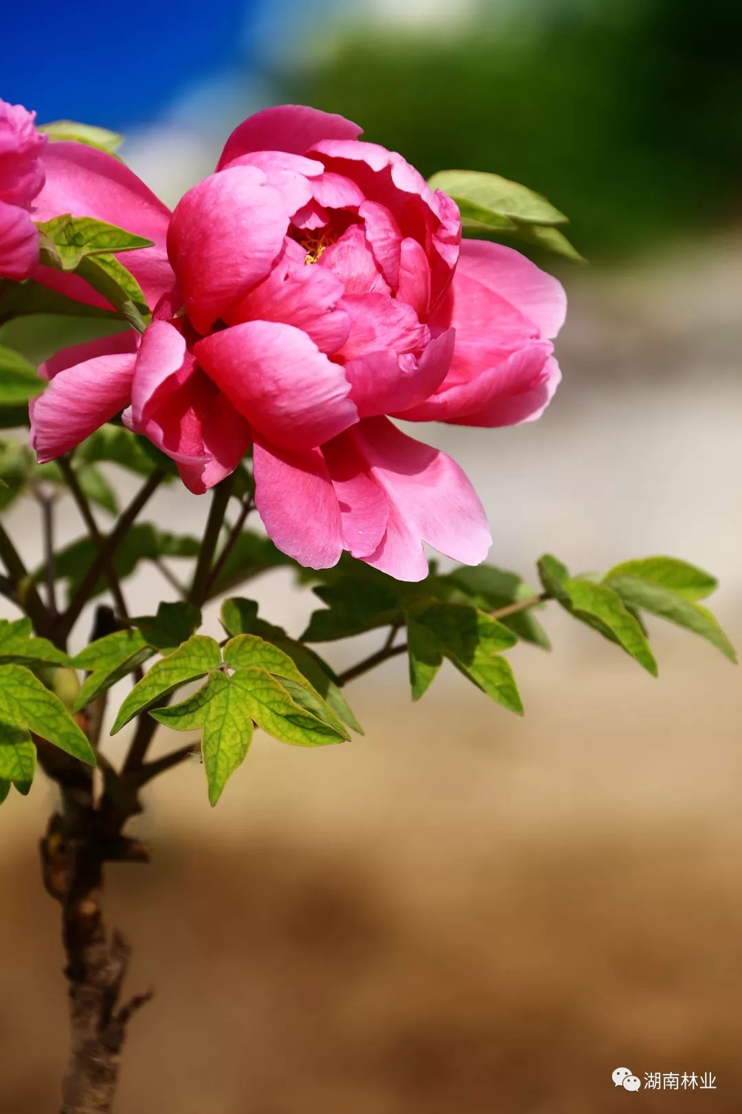 中国花卉协会喊你来投票我心中的国花