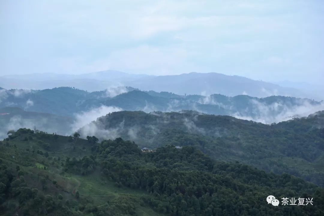 布朗山古树茶