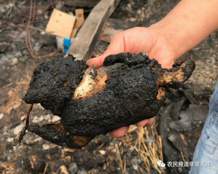 下午养鸡场突发大火2万只肉鸡被活活烧死