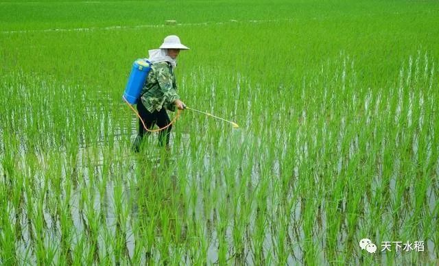 怎样给水稻施肥这些你都知道了么