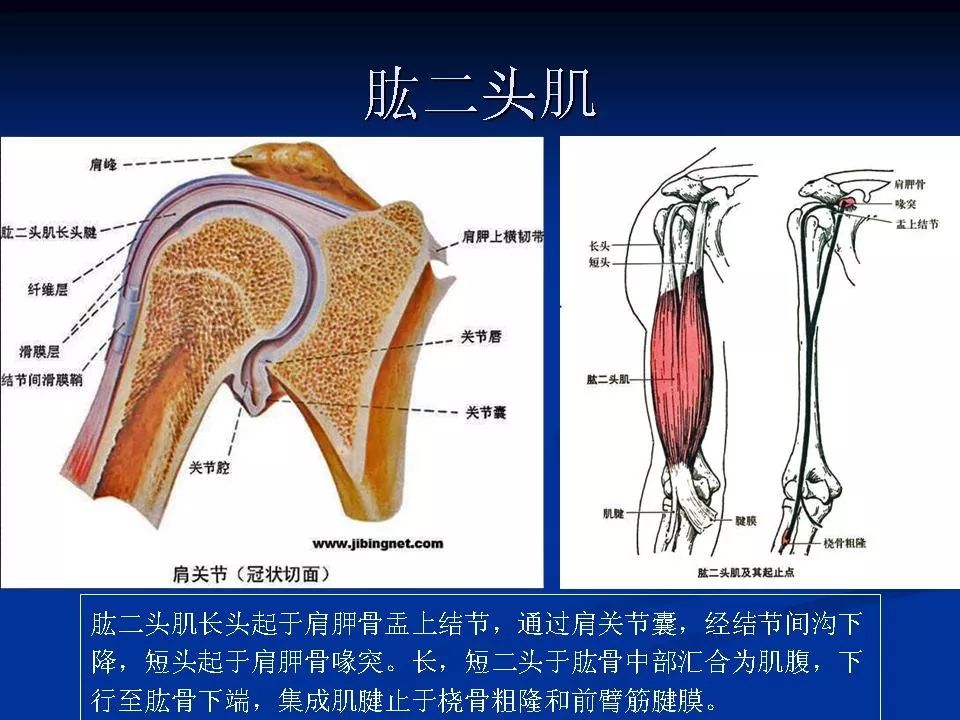 盂唇解剖位置图片