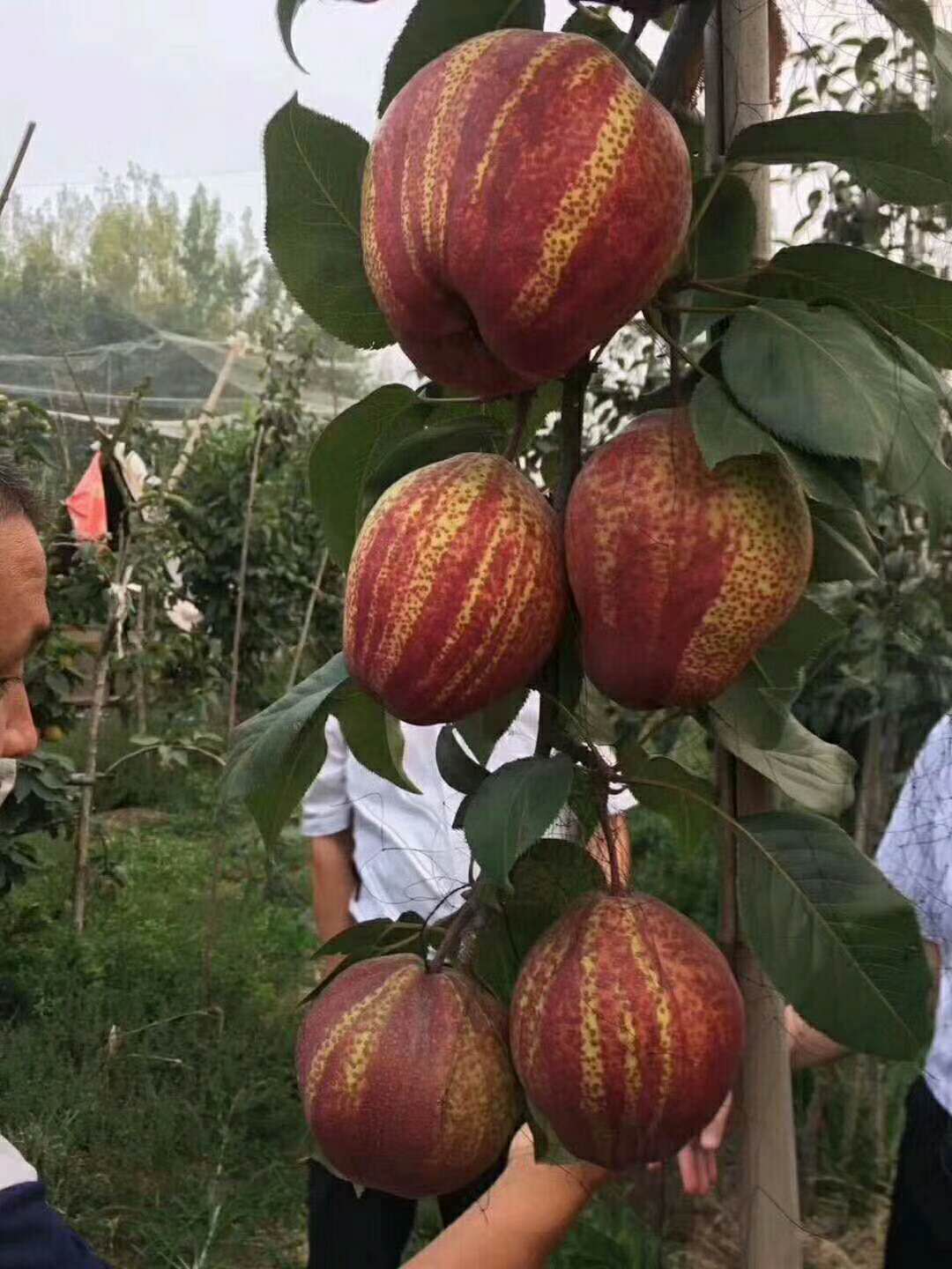 红香酥梨的生长特点图片