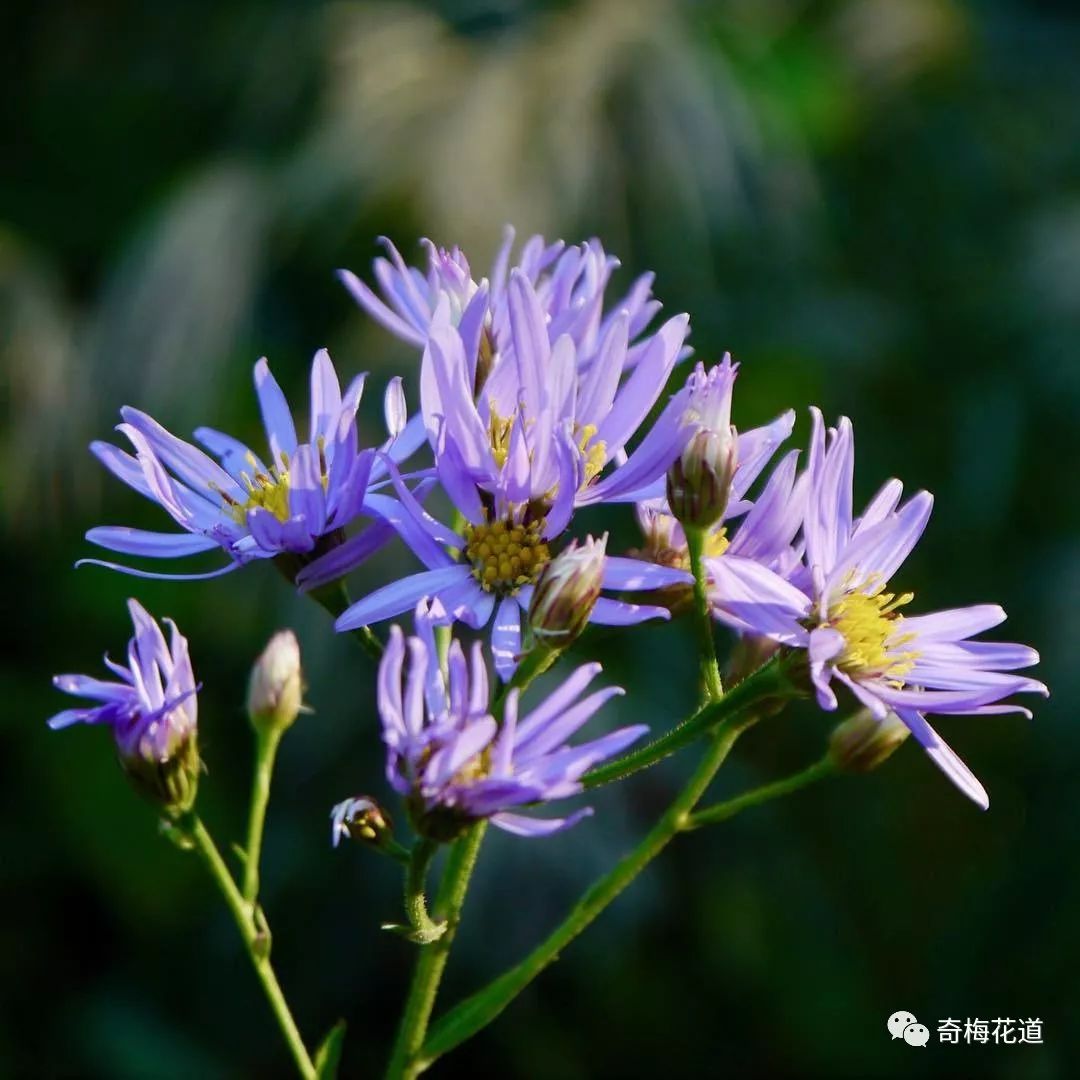 別稱:青苑,紫倩,小辮,返魂草,山白菜科名:菊科紫菀(孔雀草)大家有學會