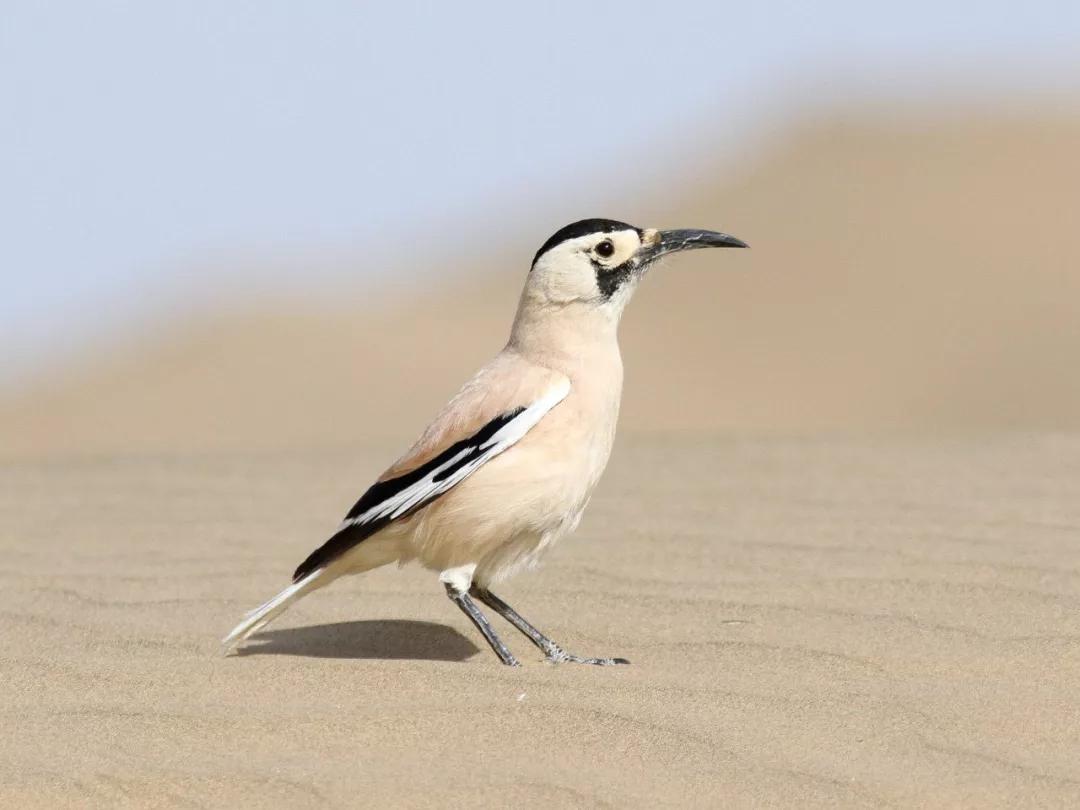 新疆特有鸟类白尾地鸦居然能在流沙上轻松奔跑