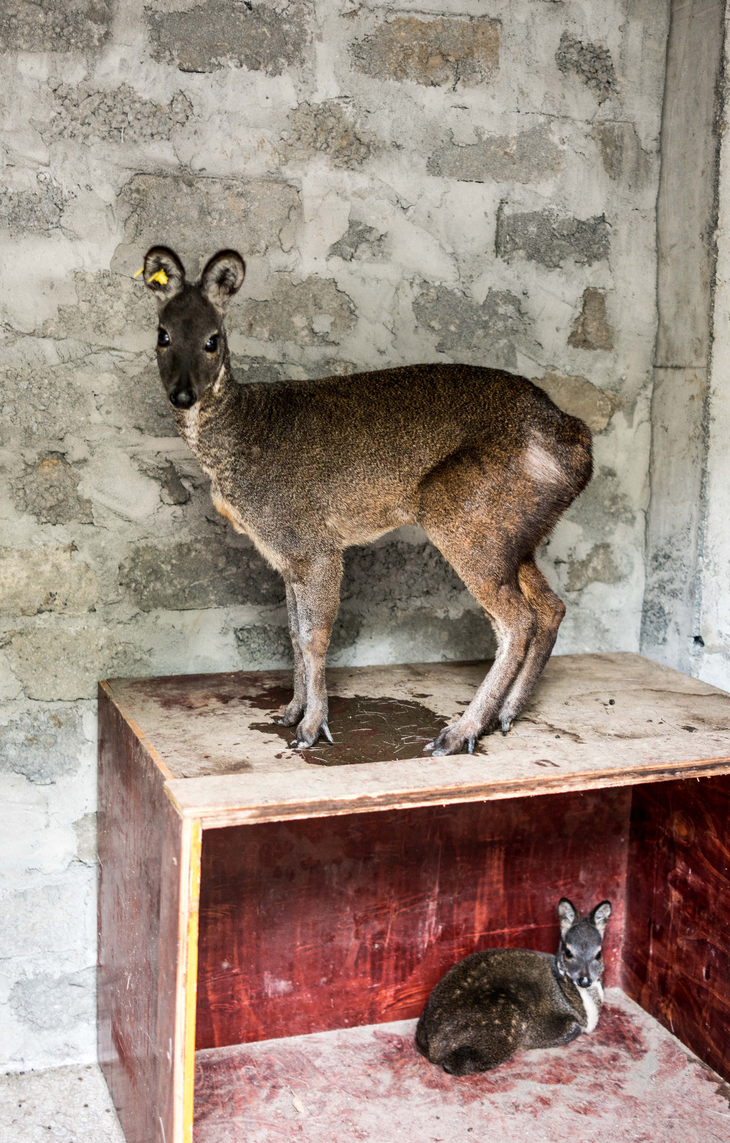 在海拔3700米降生小边巴满月了