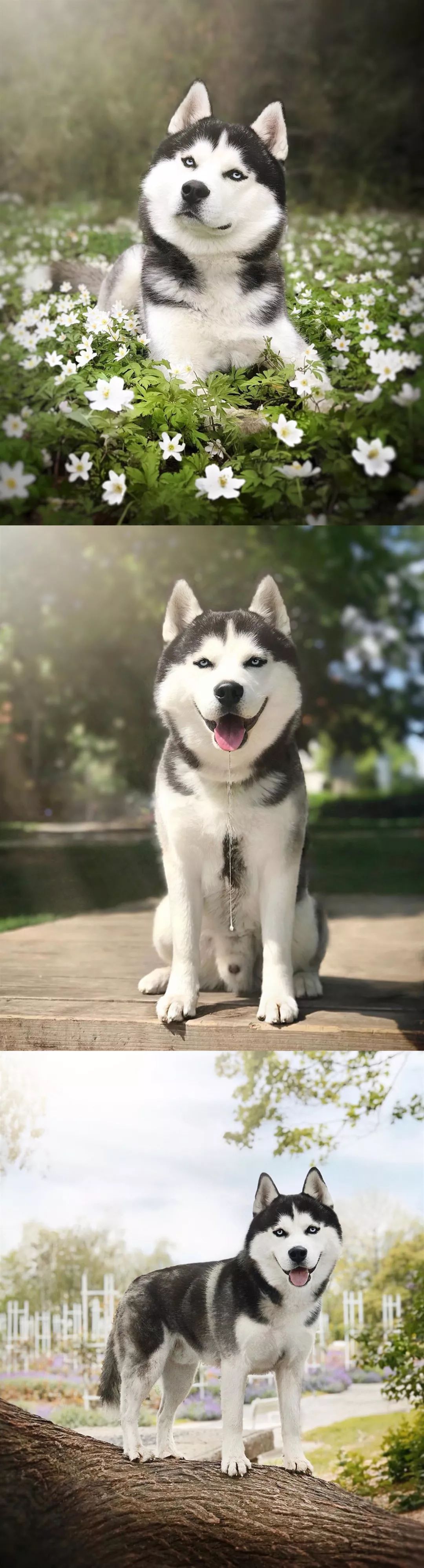 常常被哈士奇的沙雕气质所影响忘记了它其实也是超帅的狗狗