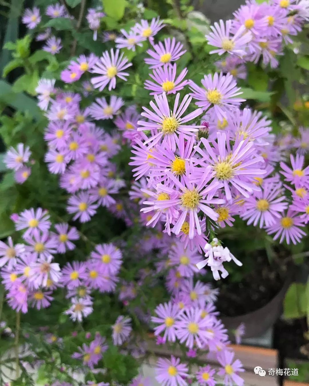 孔雀草原产于北美洲东部,多年生草花,主要花色为淡紫色,另外还有白色