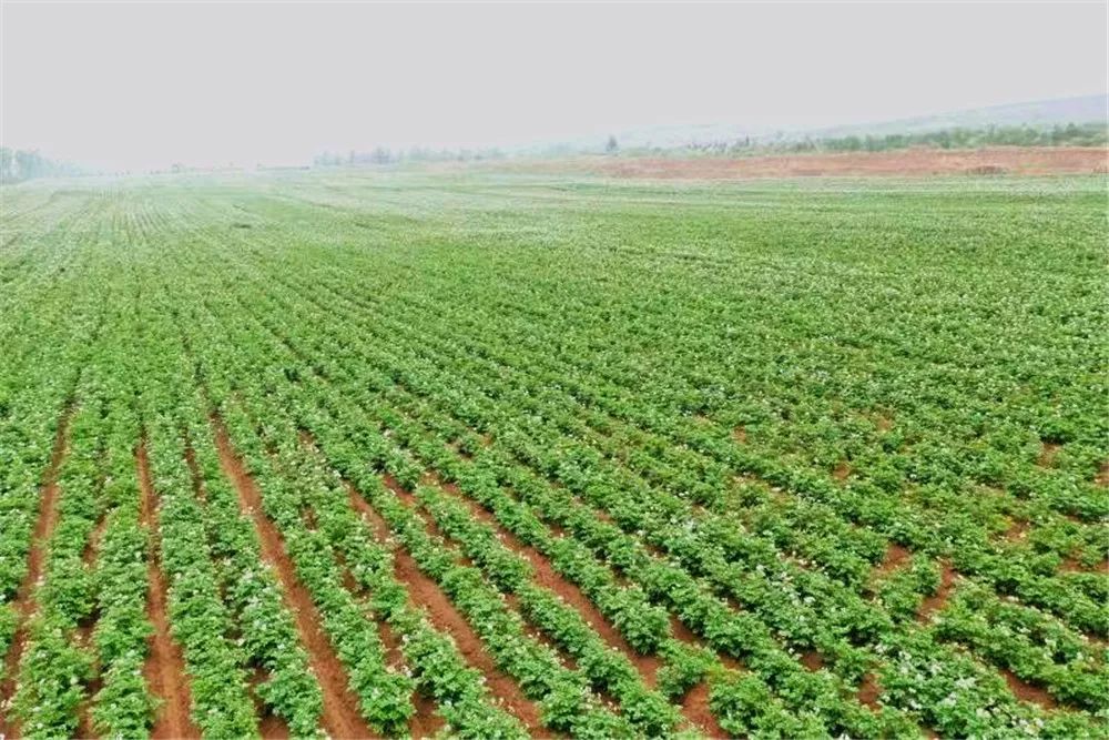 美cry快来呼市这儿看薯花吧拍出的照片特棒错过后悔