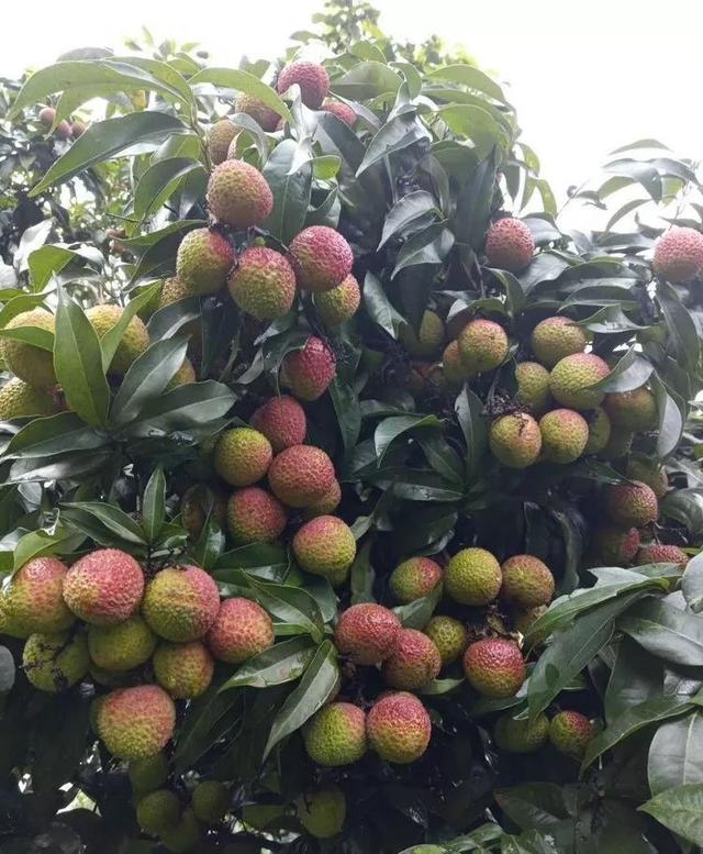 本周六(7月20日)到涪陵区南沱镇睦和村采摘荔枝_连睦路