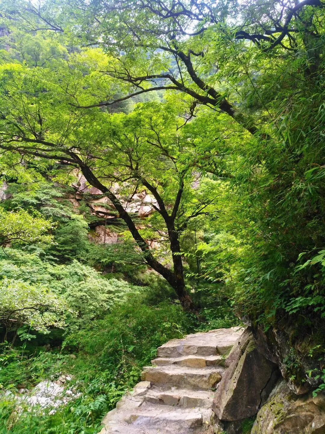 青峰峡——自然林距离 清新森呼吸