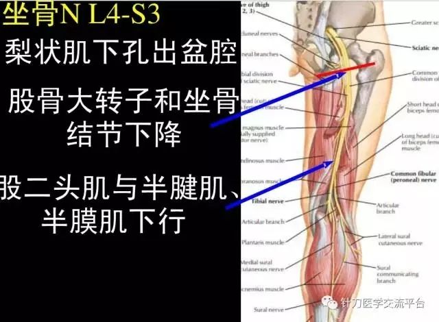 下肢神经解剖超详细