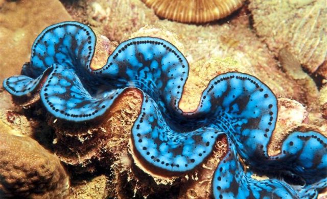 女明星去泰国拍综艺抓了个蛤蜊可能要被判5年