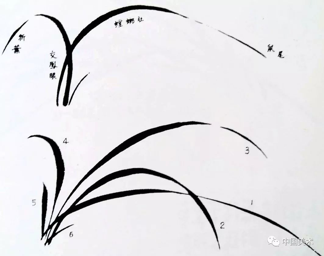 兰花叶子画法图片