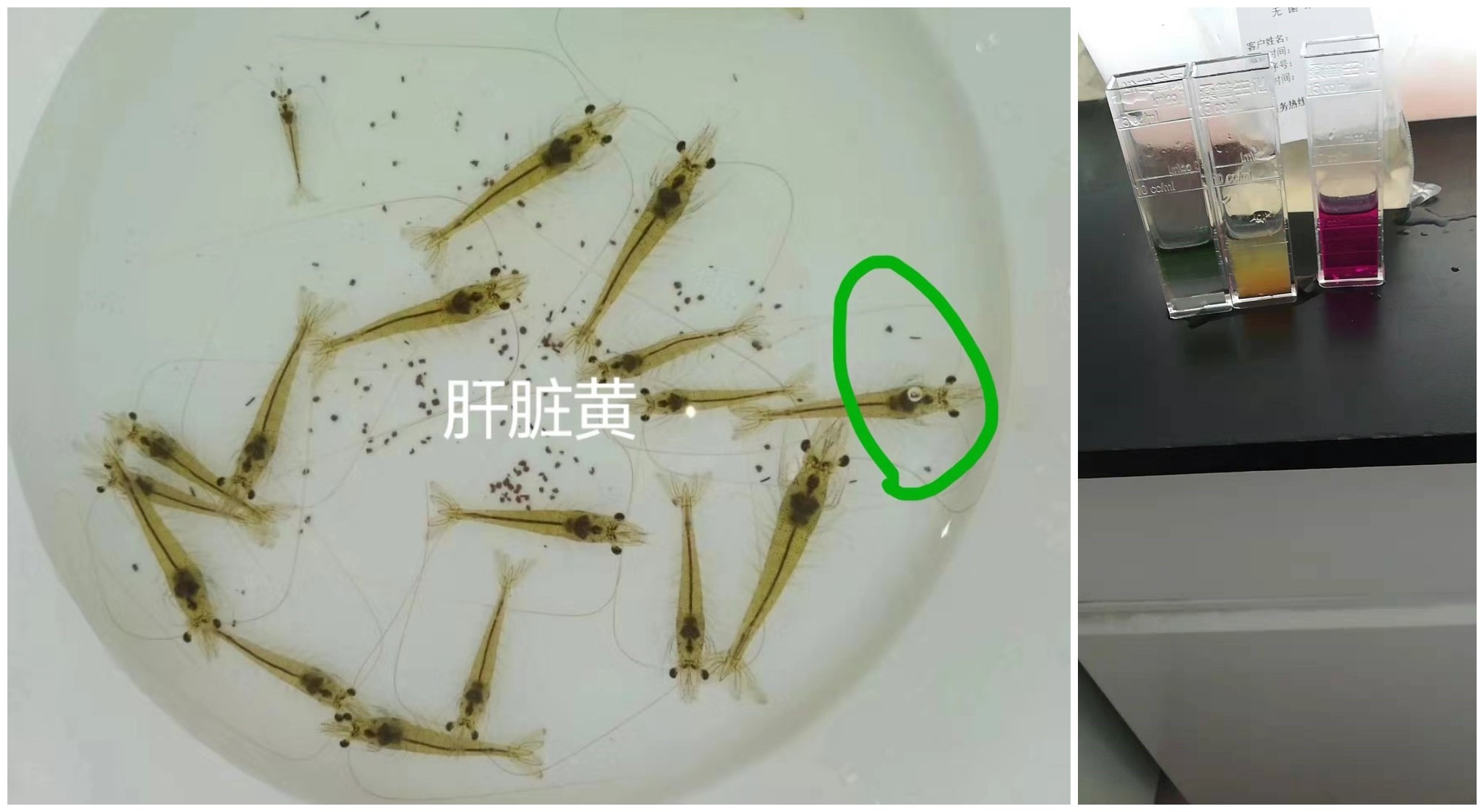 真實案例-看日照濤雒鎮馬老師如何解決對蝦吃料慢,活力差現象的