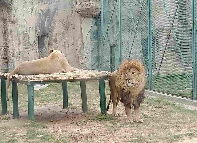 原创面积只有三百多亩的郑州市动物园终于要搬到登封了你还会去吗