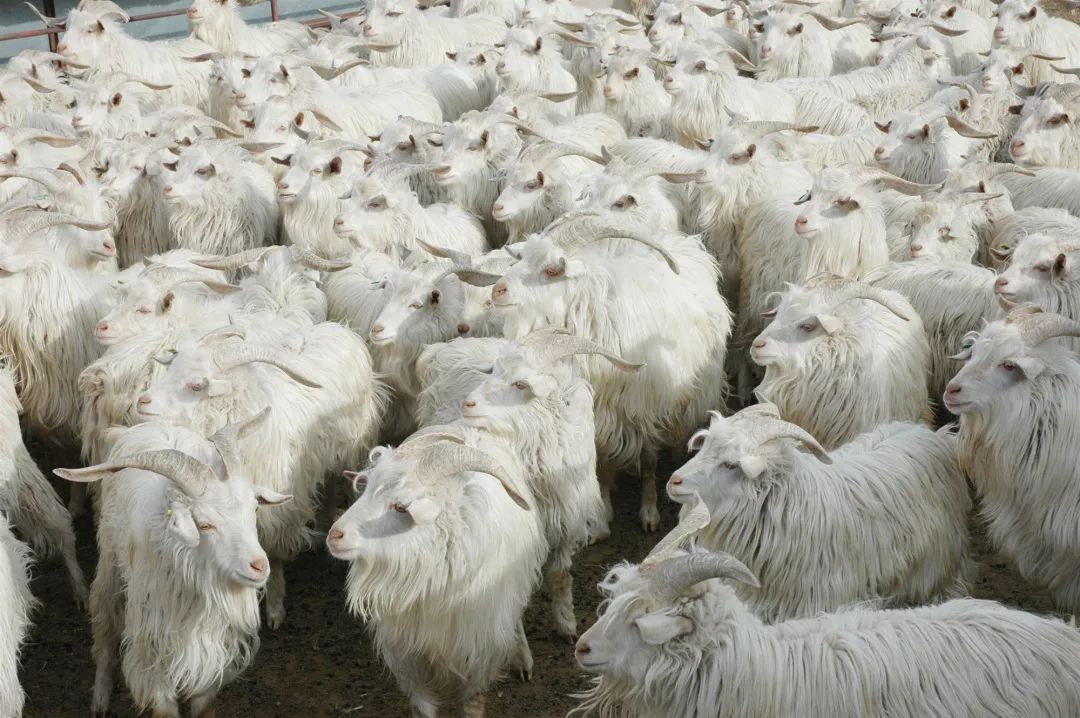 乌珠穆沁白山羊图片