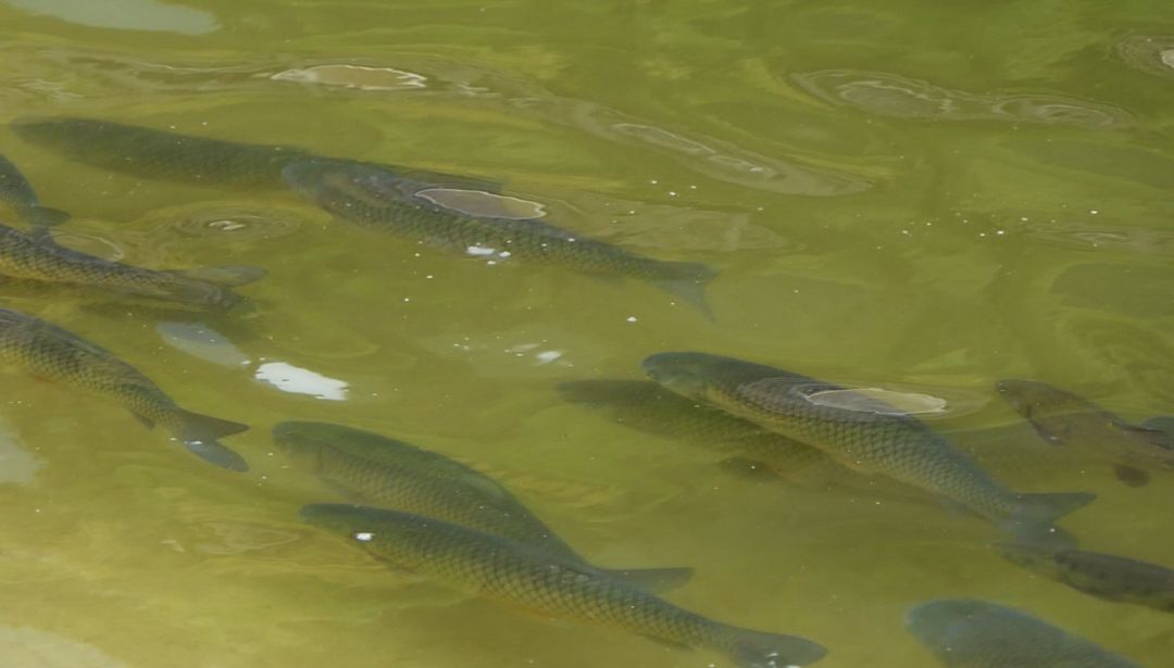 天全县紫石乡产业助旅游冷水鱼养殖项目顺利推进