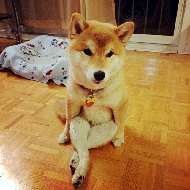 大长腿柴犬,呆萌造型超可爱