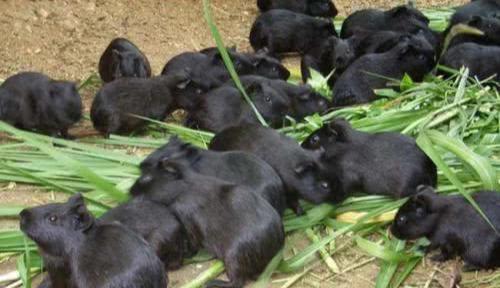 农民养殖需谨慎,这些项目不要碰,大部分人都亏了