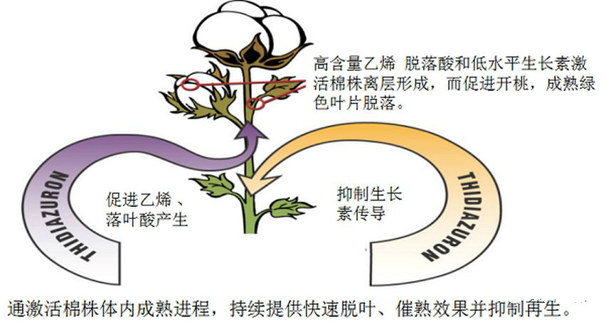 棉花为什么要打脱叶剂,具体要怎么打?