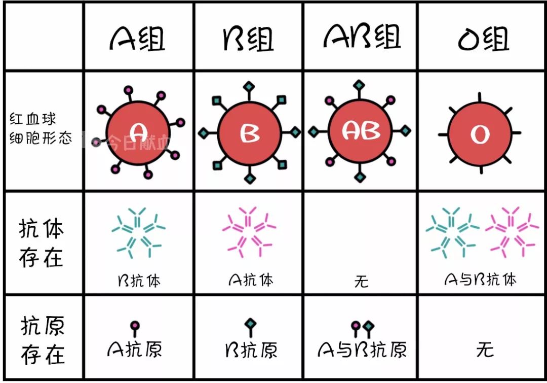 由此产生了abo血型系统被它们判别到的外来物质就是「抗原」专门负责