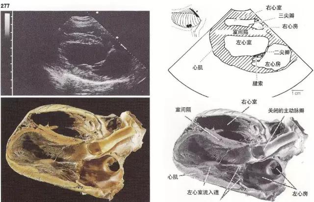 动物心脏超声检查简单易学教学