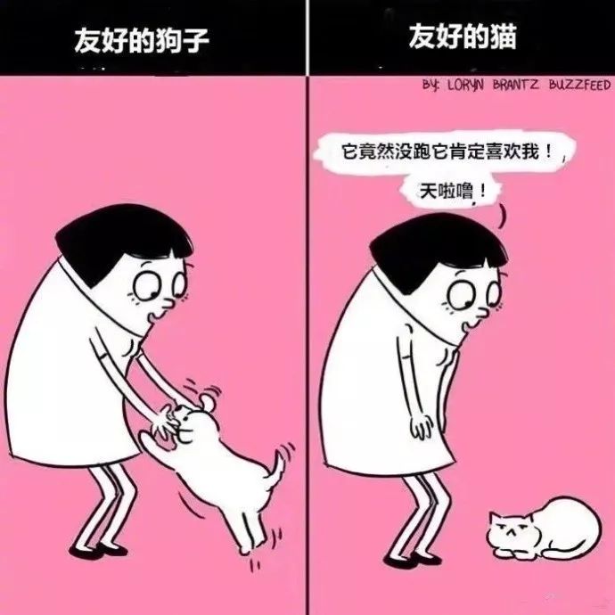 这就是狗和猫的差别太真实了